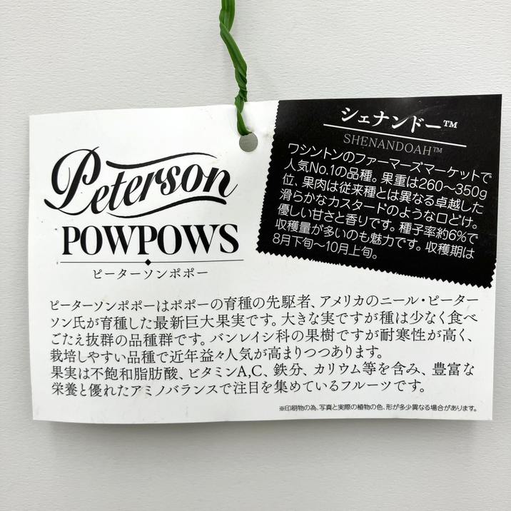 ポポー　苗木　ピーターソン【シェナンドー】※商標登録品種 ポポー 苗木 ピーターソン【シェナンドー】※商標登録品種 - メルカリ