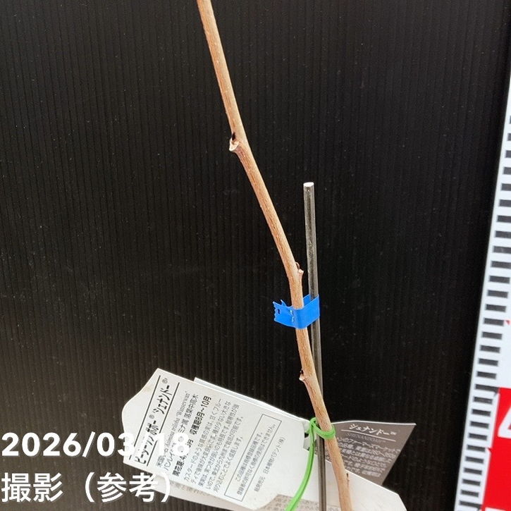 ピーターソンポポー シェナンドー 5号｜果樹04-PA | 果樹,[珍しい果樹