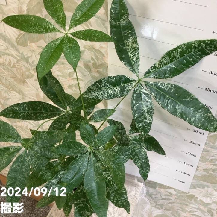 パキラ　実生　斑入り　５号鉢つき　激レア❗一点モノ❗ 現品お届け】実生 斑入りパキラ Pachira glabra 'variegata