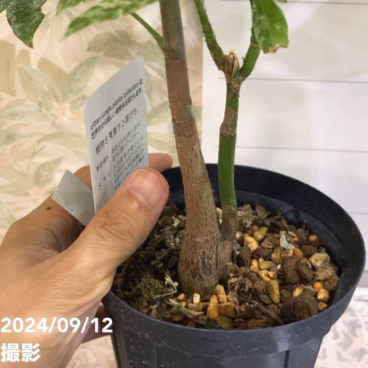 現品お届け】実生 斑入りパキラ Pachira glabra 'variegata'（Seedling