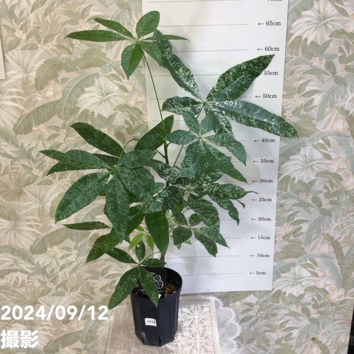 【セール】パキラ　斑入り　散り斑　No.001　鉢、送料込　メルカリ便 2025年最新】パキラ 斑入り 実生の人気アイテム - メルカリ