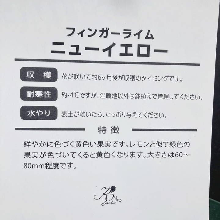 実付き＞フィンガーライム 5号 ニューイエロー｜柑橘｜果樹10-TU