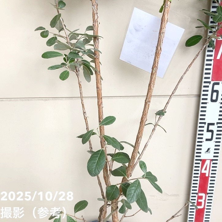 フェイジョア アポロ 7号｜s200｜果樹04-PA | 果樹 | 赤塚植物園