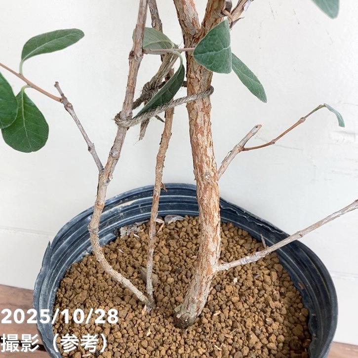 フェイジョア アポロ 7号｜s200｜果樹04-PA | 果樹 | 赤塚植物園