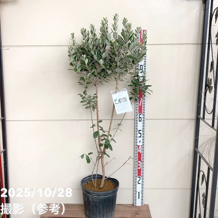 フェイジョア アポロ 7号｜s200｜果樹04-PA | 果樹 | 赤塚植物園