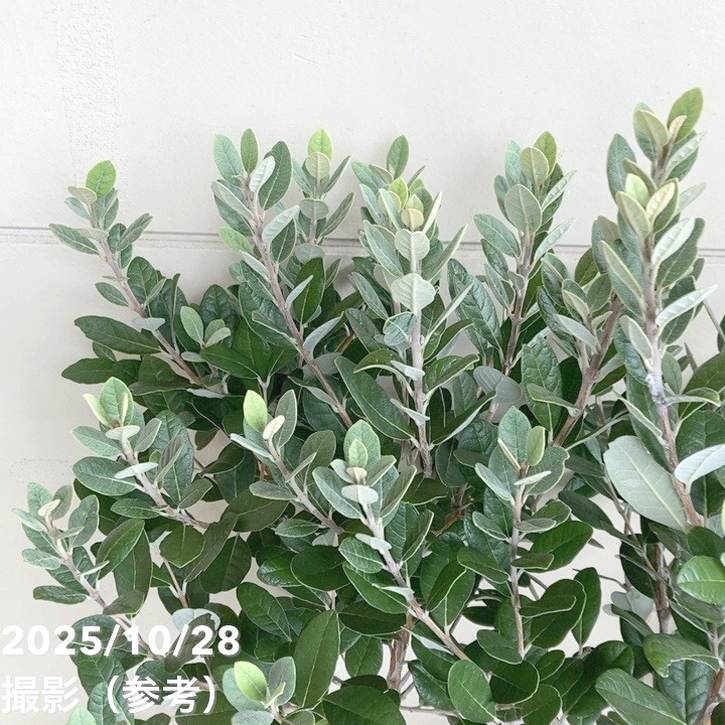 フェイジョア アポロ 7号｜s200｜果樹04-PA | 果樹 | 赤塚植物園