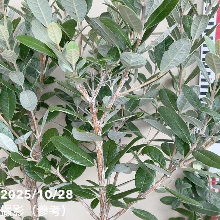 フェイジョア アポロ 7号｜s200｜果樹04-PA | 果樹 | 赤塚植物園