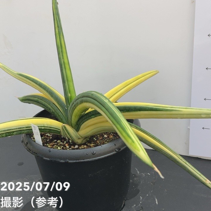 セール中　斑入り　サンセベリア　Macossa サンスベリア セール中 斑入り サンセベリア Macossa サンスベリア