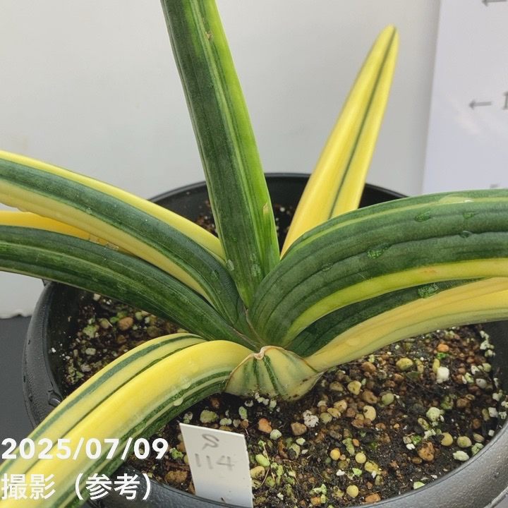 現品お届け】サンスベリア 5号 パテンス 斑入り 大株（S114