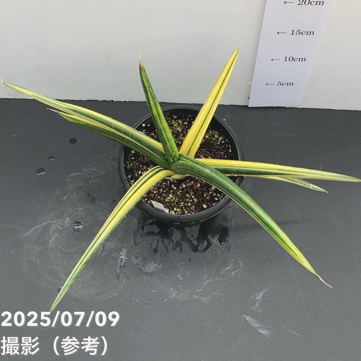 期間限定10％OFF！】【現品お届け】サンスベリア 5号 パテンス 斑入り