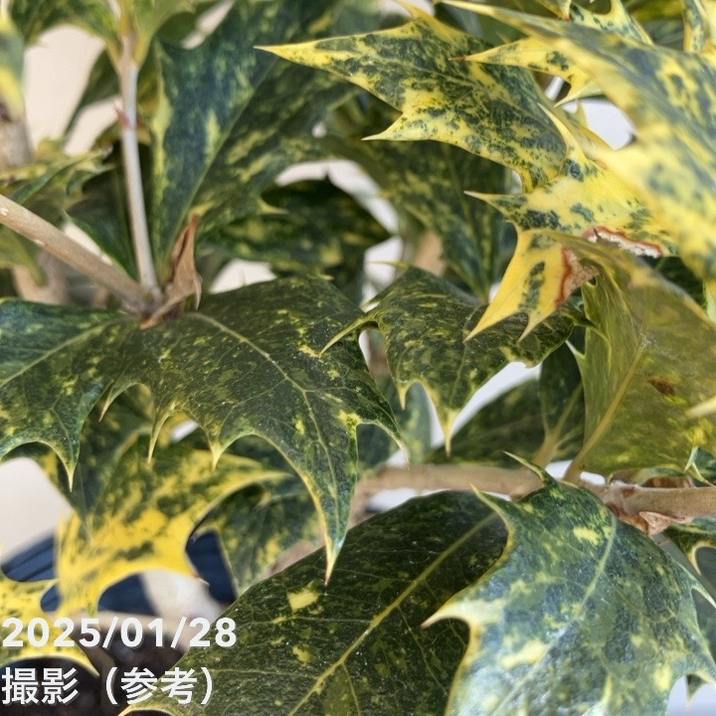 ゴシキヒイラギ 五色柊 5号｜花木04-PA | 花木・庭木 | 赤塚植物園