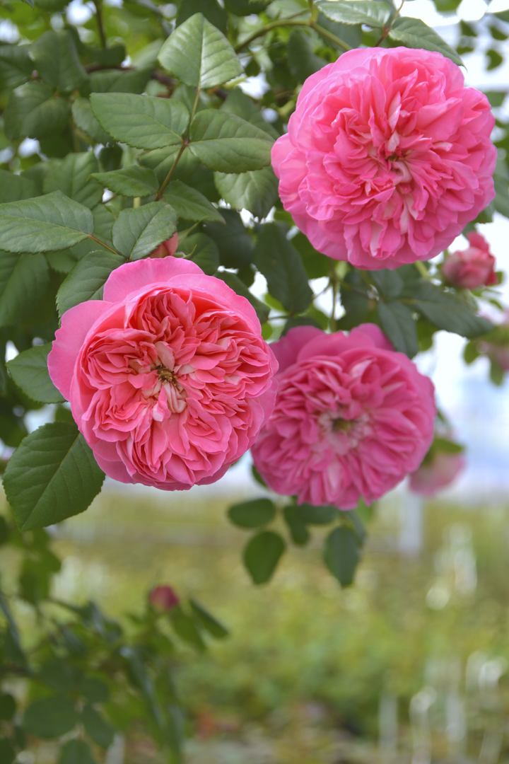 バラ大苗 ライオンハート 7号 ロサ・オリエンティス｜花木04-PA | 花木