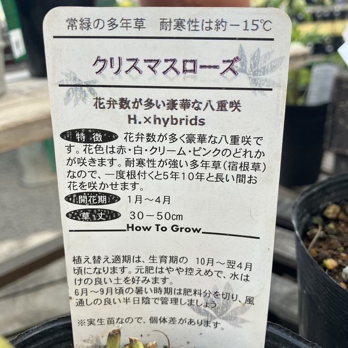 一点物】松村ナーセリー クリスマスローズ Multi Petal Double mix 4.5
