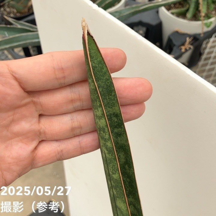 サンスベリア 6号 マイウイバット プラ鉢仕様｜s200｜観葉02-D2 | 観葉