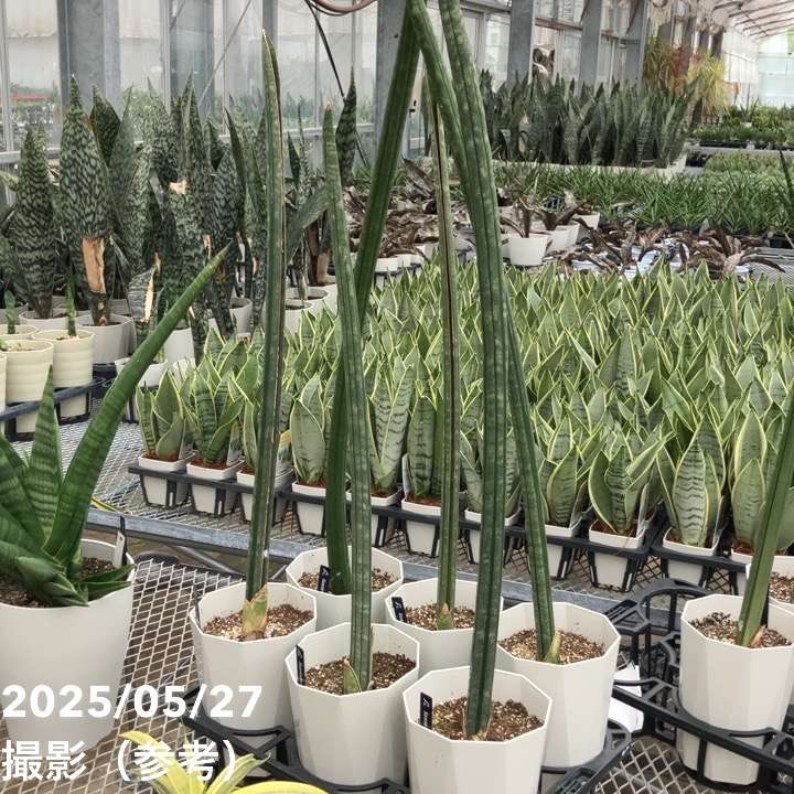 期間限定10％OFF！】サンスベリア 6号 マイウイバット プラ鉢仕様