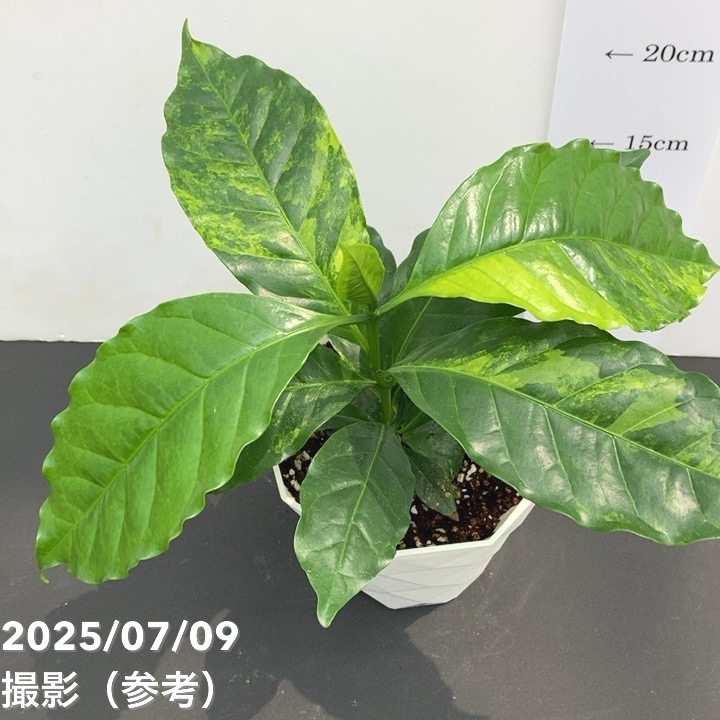 激レア！現品お届け】コーヒーの木 4号 斑入り 白プラ鉢（S166）｜観葉