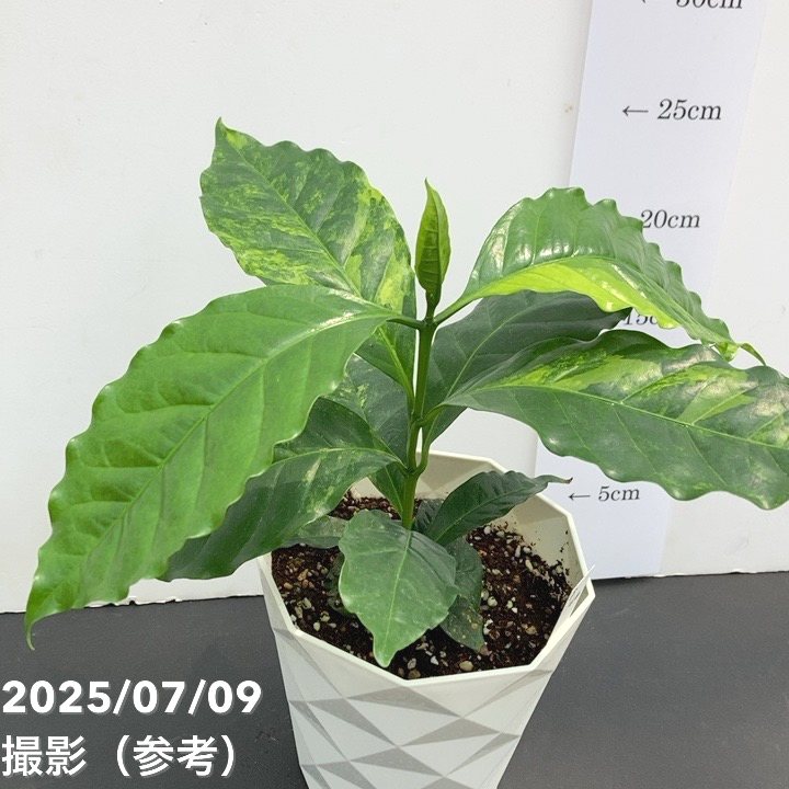 激レア！現品お届け】コーヒーの木 4号 斑入り 白プラ鉢（S166）｜観葉