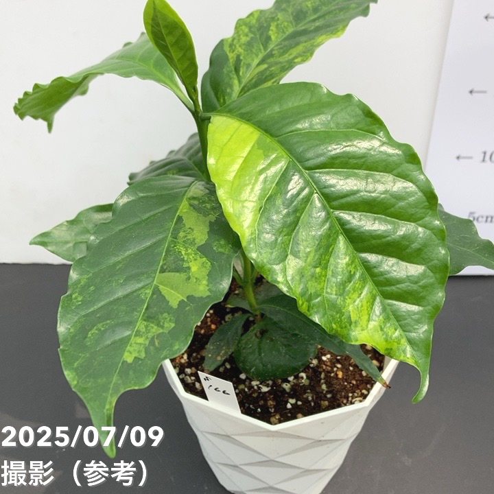 激レア！現品お届け】コーヒーの木 4号 斑入り 白プラ鉢（S166）｜観葉