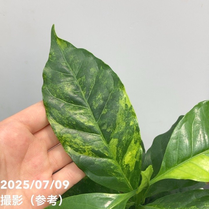 落葉樹 中型鉢 緑と赤の葉 落葉樹 中型鉢 緑と赤の葉