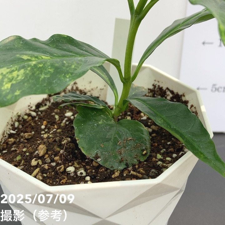 激レア！現品お届け】コーヒーの木 4号 斑入り 白プラ鉢（S166）｜観葉