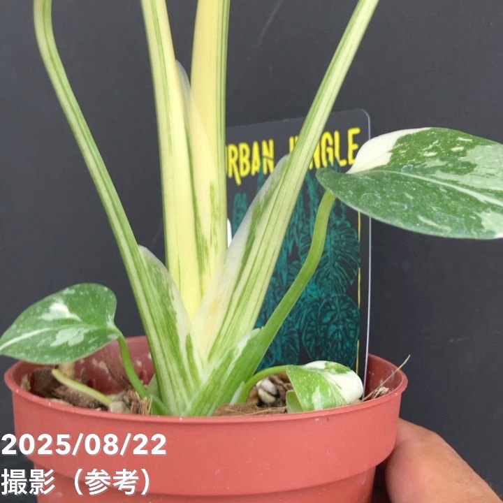 モンステラ タイコンステレーション グリーンスノー 観葉植物のご紹介 Monstera Thai Constellation モンステラ タイ