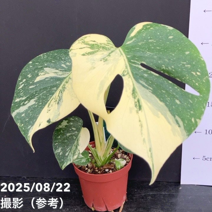 モンステラ 斑入り タイコンステレーション 3.5号 モンステラ 斑入り タイコンステレーション 3.5号 モンステラ