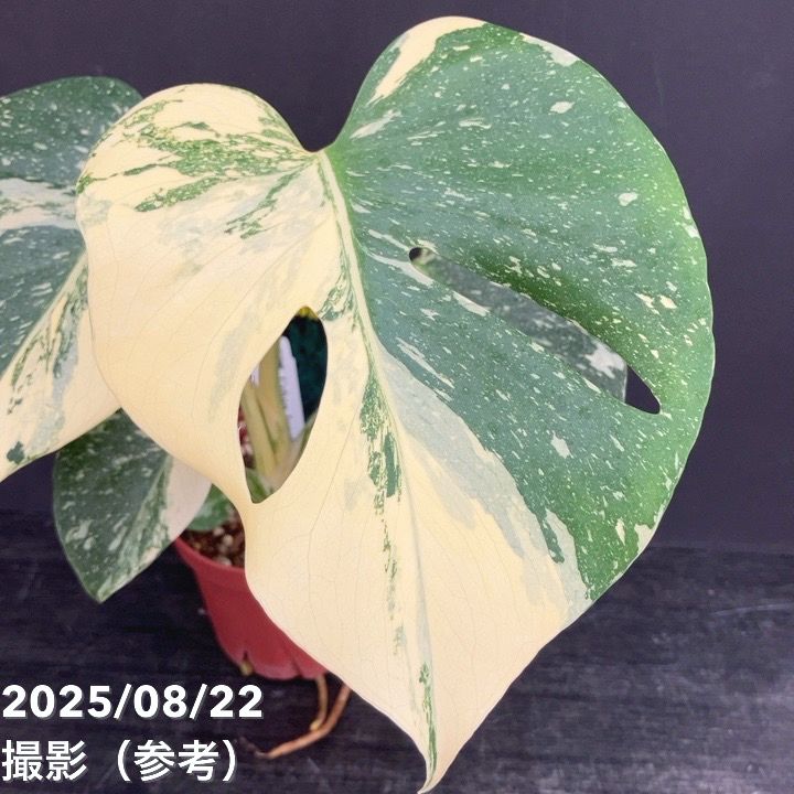 モンステラタイコンステレーションNO3 モンステラ：タイコンステレーション 3号ポット の通販 | 園芸ネット