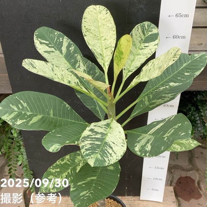 斑入りプルメリア 5号|観葉04-PA