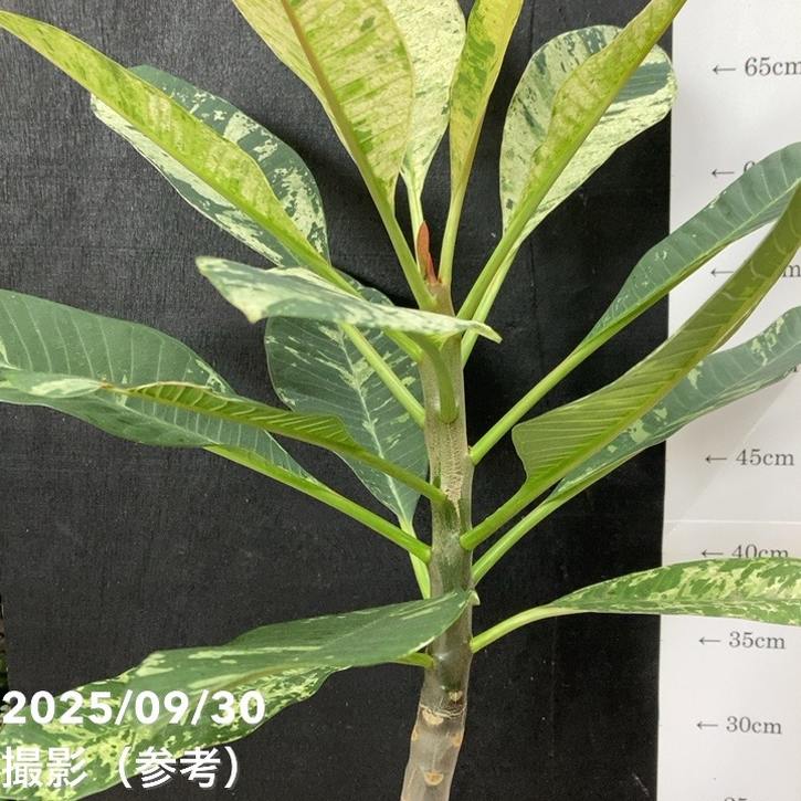 斑入りプルメリア 5号|観葉04-PA