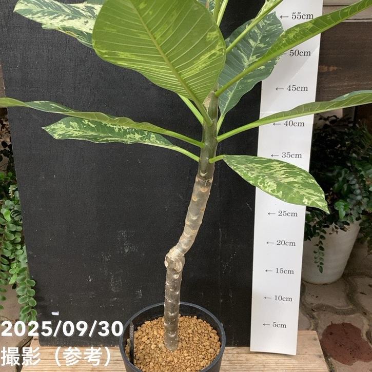 斑入りプルメリア 5号|観葉04-PA