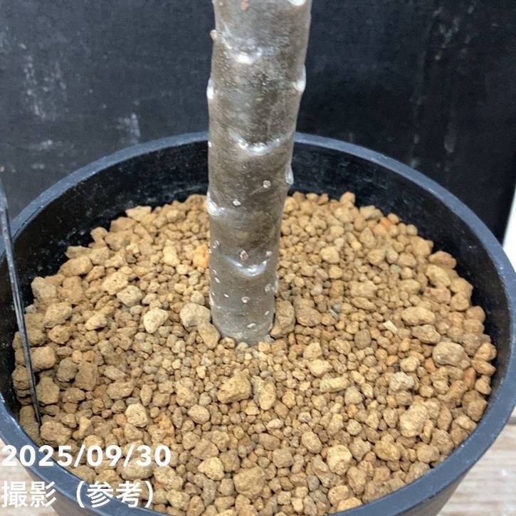 斑入りプルメリア 5号|観葉04-PA