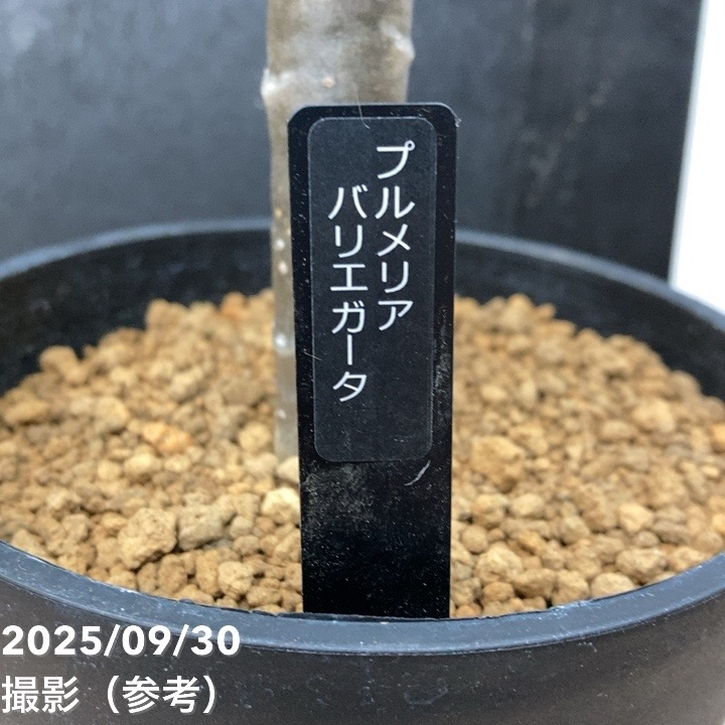 斑入りプルメリア 5号|観葉04-PA