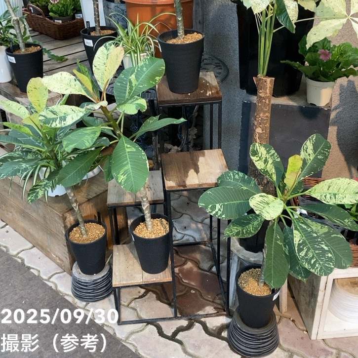 斑入りプルメリア 5号|観葉04-PA