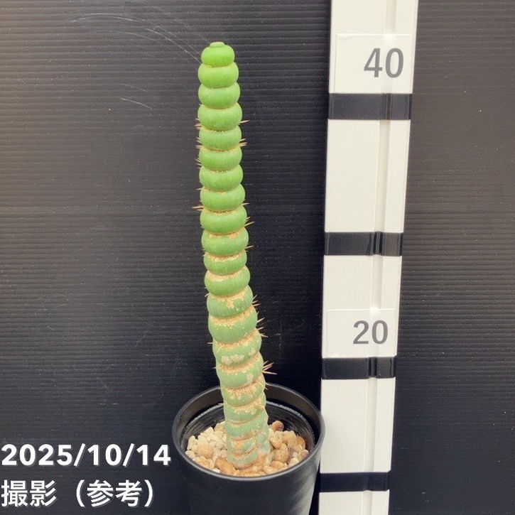 期間限定10％OFF！】【現品お届け】ユーリキニア カスタネア