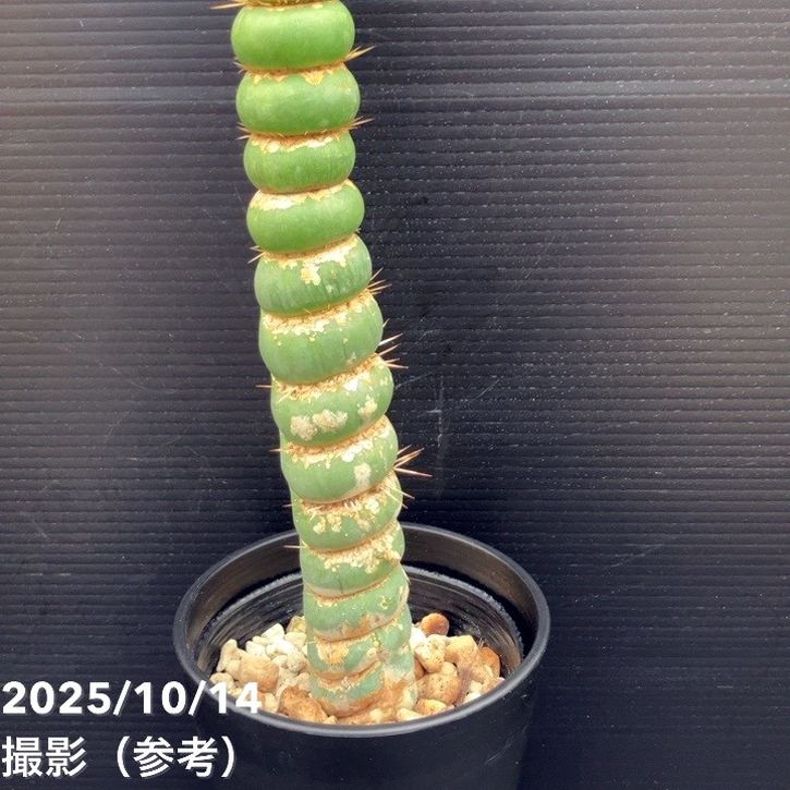 現品お届け】ユーリキニア カスタネア スピラリス 4号（4