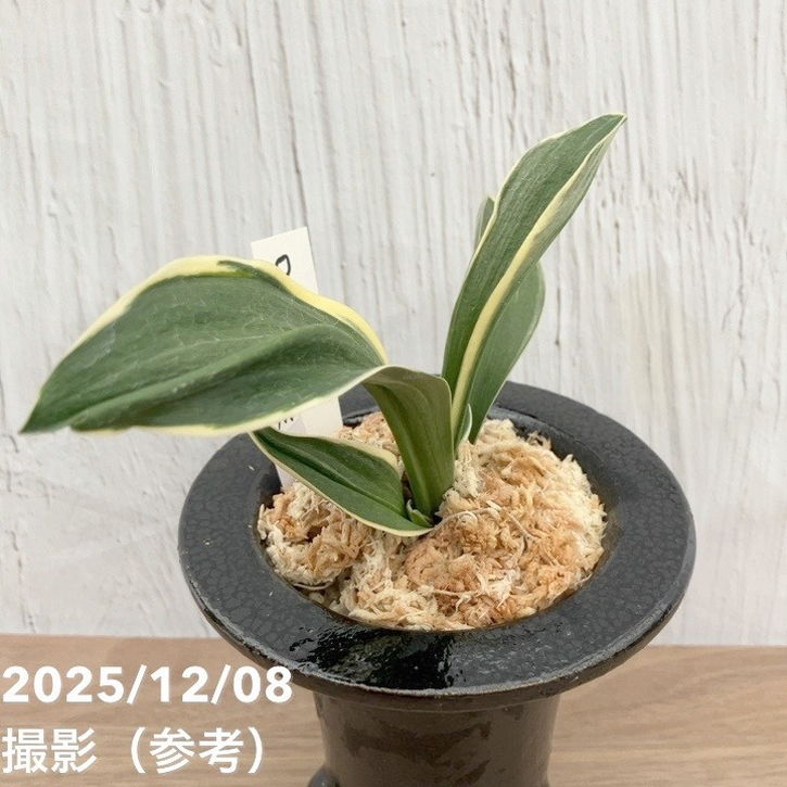 万年青「大八州」 現品お届け】豊明園 万年青 オモト 大八州 陶器鉢（O14）｜観葉10-TU