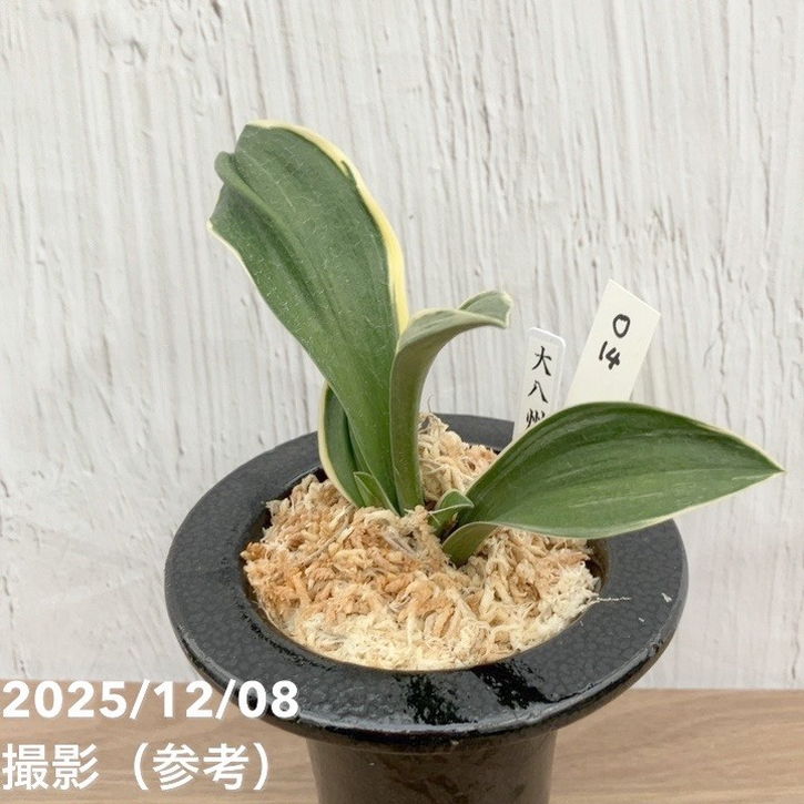 現品お届け】豊明園 万年青 オモト 大八州 陶器鉢（O14）｜観葉10-TU