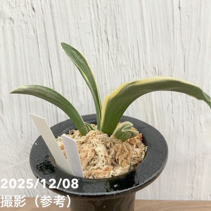 万年青「大八州」 現品お届け】豊明園 万年青 オモト 大八州 陶器鉢（O14）｜観葉10-TU