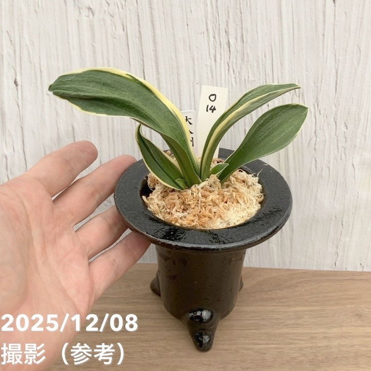 万年青鉢 オモト鉢 現品お届け】豊明園 万年青 オモト 大八州 陶器鉢（O14）｜観葉10-TU