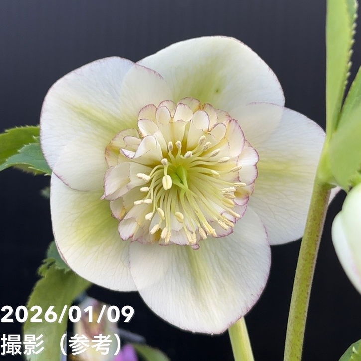 一点物】堀切園 クリスマスローズ ウィンターシンフォニー 5号角鉢