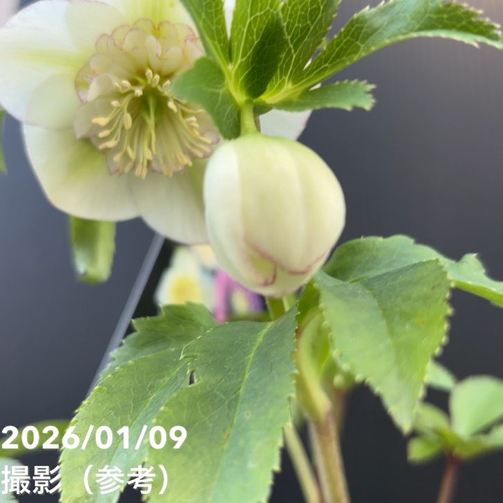 一点物】堀切園 クリスマスローズ ウィンターシンフォニー 5号角鉢