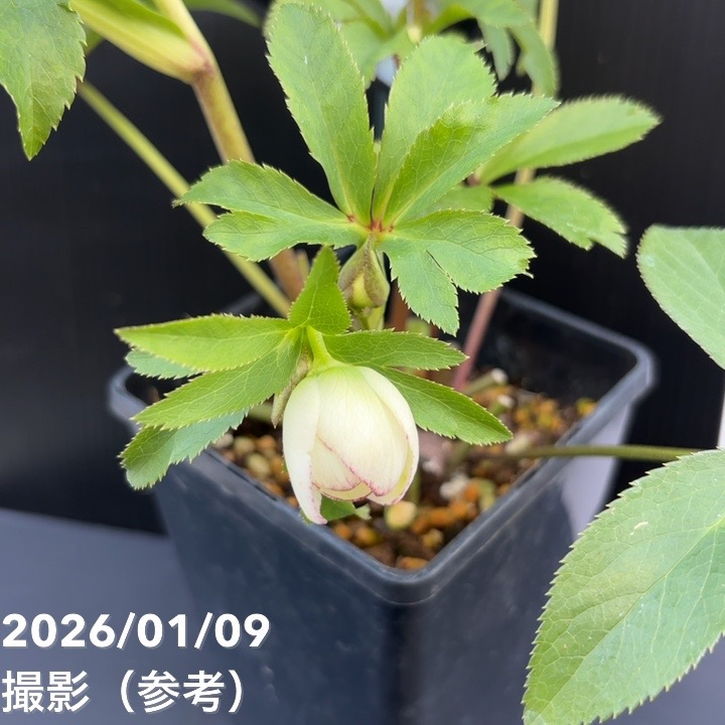 一点物】堀切園 クリスマスローズ ウィンターシンフォニー 5号角鉢