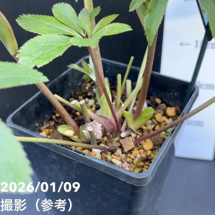 一点物】堀切園 クリスマスローズ ウィンターシンフォニー 5号角鉢