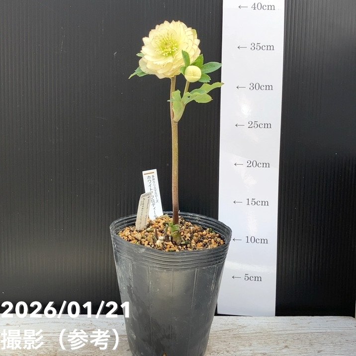 一点物】加藤農園 クリスマスローズ ホワイトアフロディーテ 4.5号