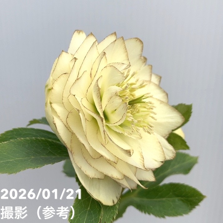 一点物】加藤農園 クリスマスローズ ホワイトアフロディーテ 4.5号