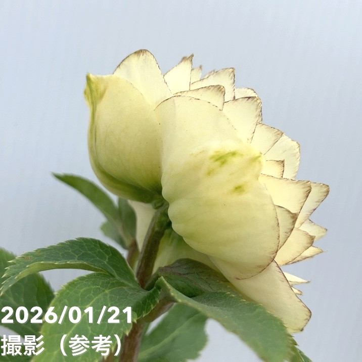 一点物】加藤農園 クリスマスローズ ホワイトアフロディーテ 4.5号