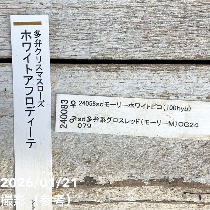 一点物】加藤農園 クリスマスローズ ホワイトアフロディーテ 4.5号