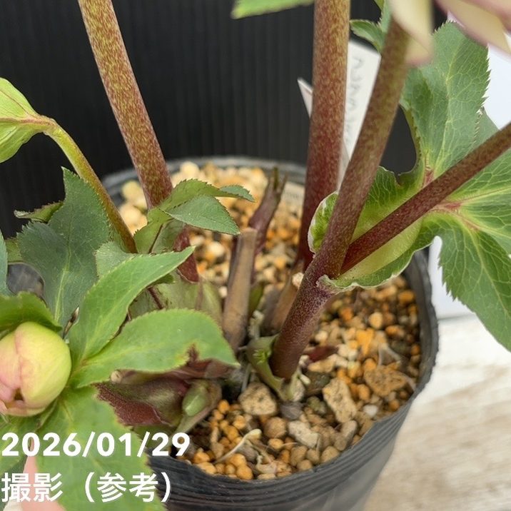 一点物】加藤農園 フレグランスクリスマスローズ アフロディーテ 4.5号