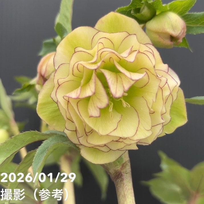 一点物】加藤農園 フレグランスクリスマスローズ アフロディーテ 4.5号