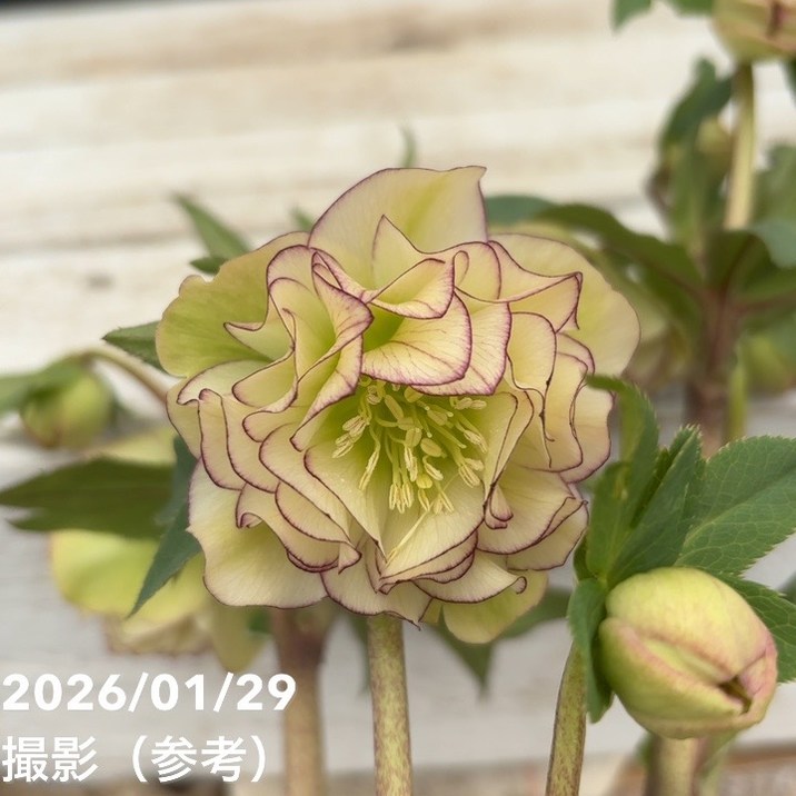 一点物】加藤農園 フレグランスクリスマスローズ アフロディーテ 4.5号